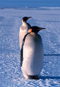 Emperor-penguin.jpg